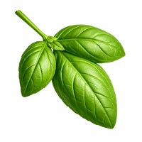 Feuille basilic
